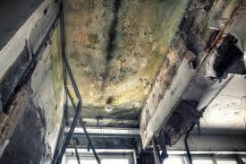 Best Industrial Mold Remediation  in Bosque Farms, NM